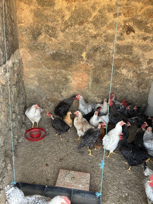 Aves de Capoeira