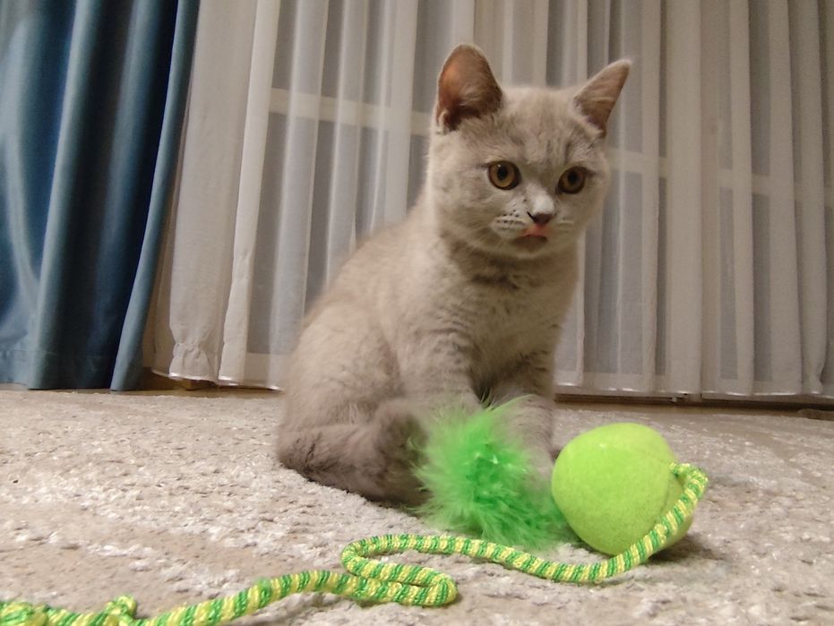 Kocurek brytyjski FPL