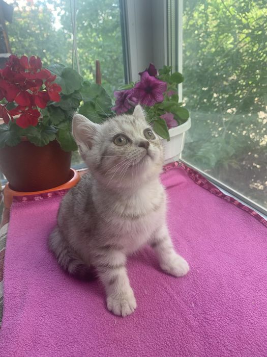 Шотландский прямовухий котик