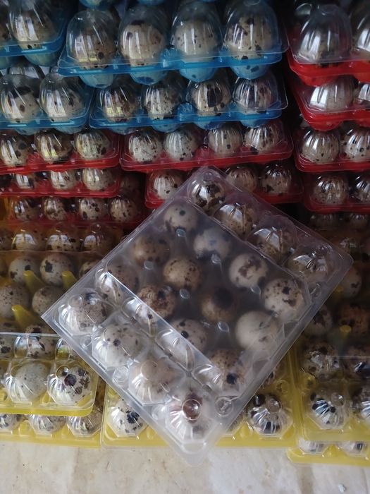 Продам інкубаційні яйця