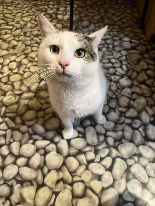 Kocurek Lolek szuka domu!