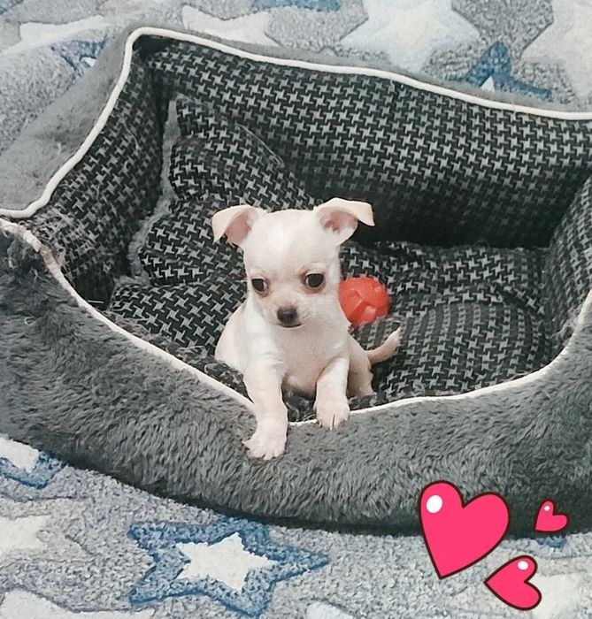 Миничка девочка чихуахуа