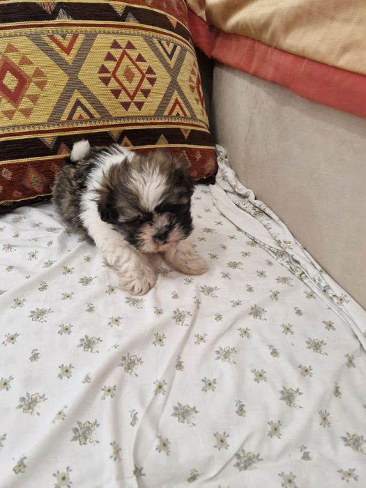 Shituz macho vacinado e desparesitado Shituz