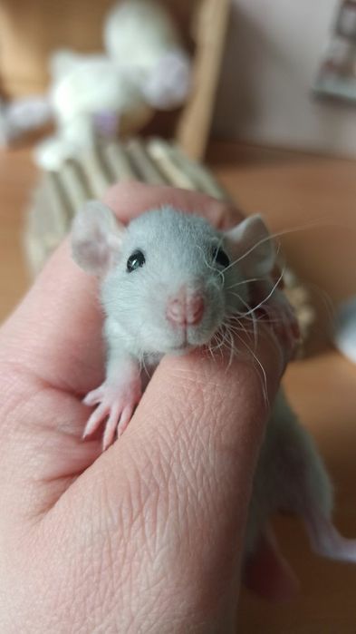 Криса дамбо Рекс, хлопчик