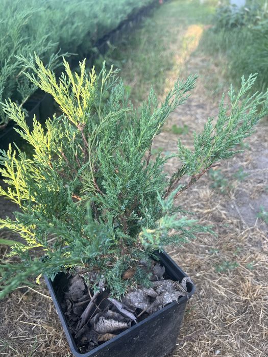 Ялівець казацький Блу Дануб