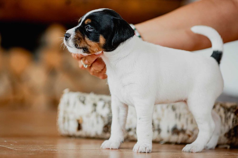 Parson Russell Terrier ZKwP - gotowa do odbioru