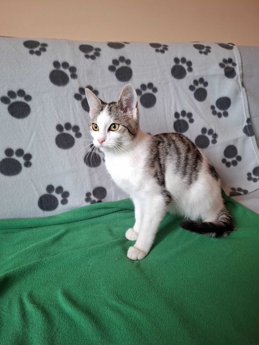 Wspaniały dwupak szuka domu