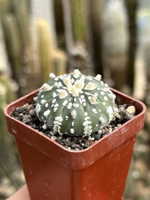 Кактус Астрофітум супер кабуто Astrophytum Asterias Super Kabuto