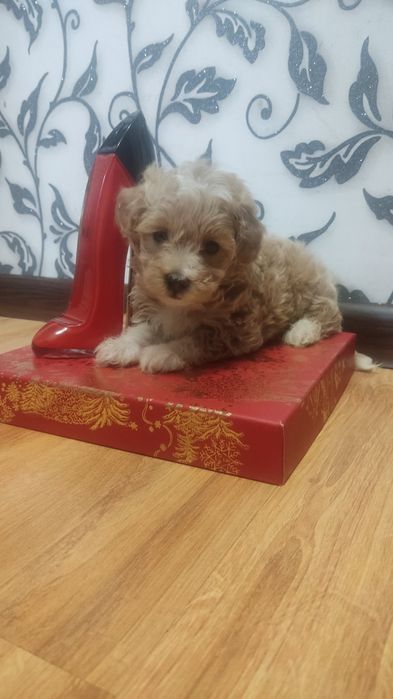 Мини крошка мультипушка