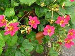 Morangueiros de FLÔR CÔR DE ROSA - Fruto delicioso