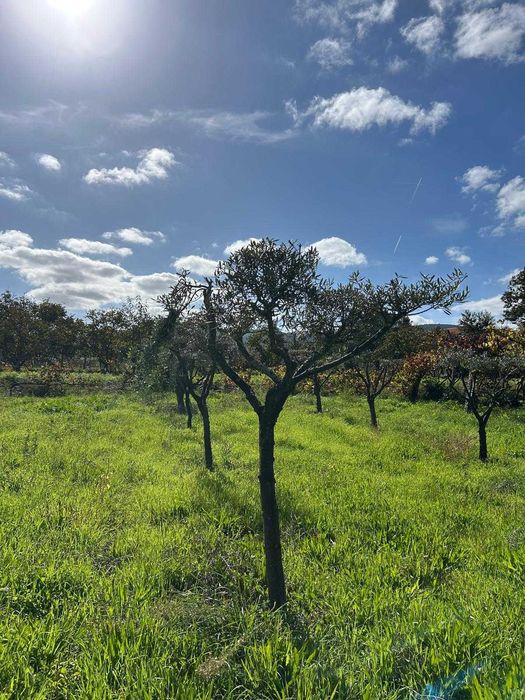 Oliveiras de Jardim