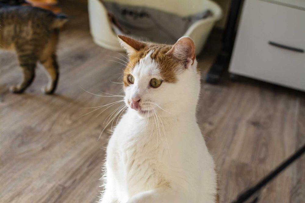 Farcik kochany rudy kawaler szuka domu