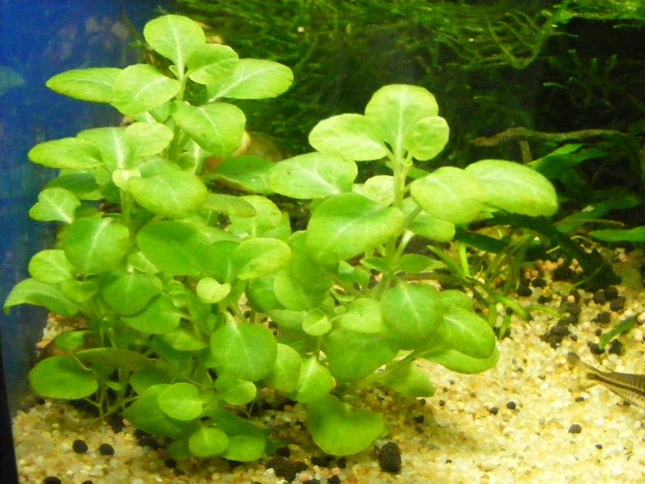 GB lobelia cardinalis mini