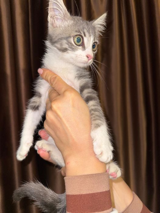 Котик шукає гарну родину