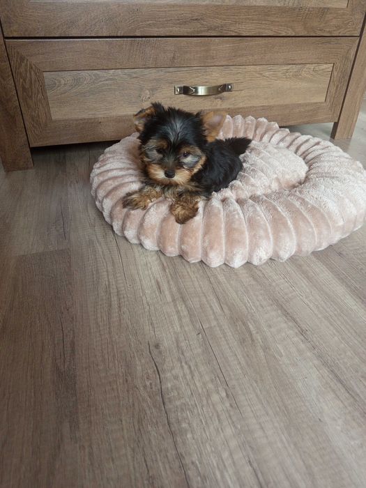 Yorkshire Terrier Zapraszam !
