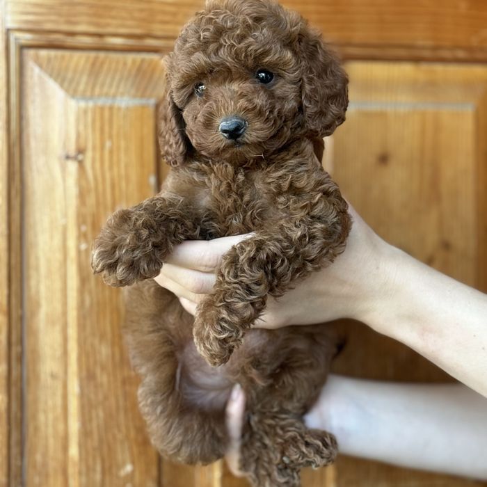 Red Braun хлопчики шоу классу