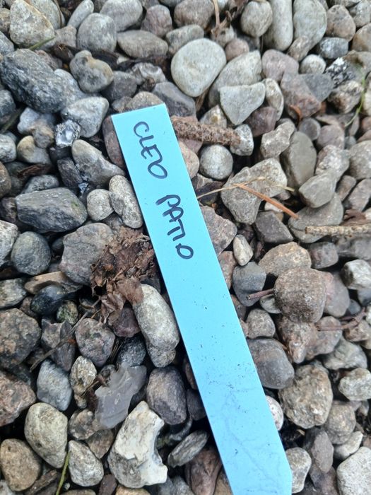 Lawenda cleo patio