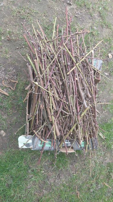 Gałązki z brzoskwini dla gryzoni 2kg