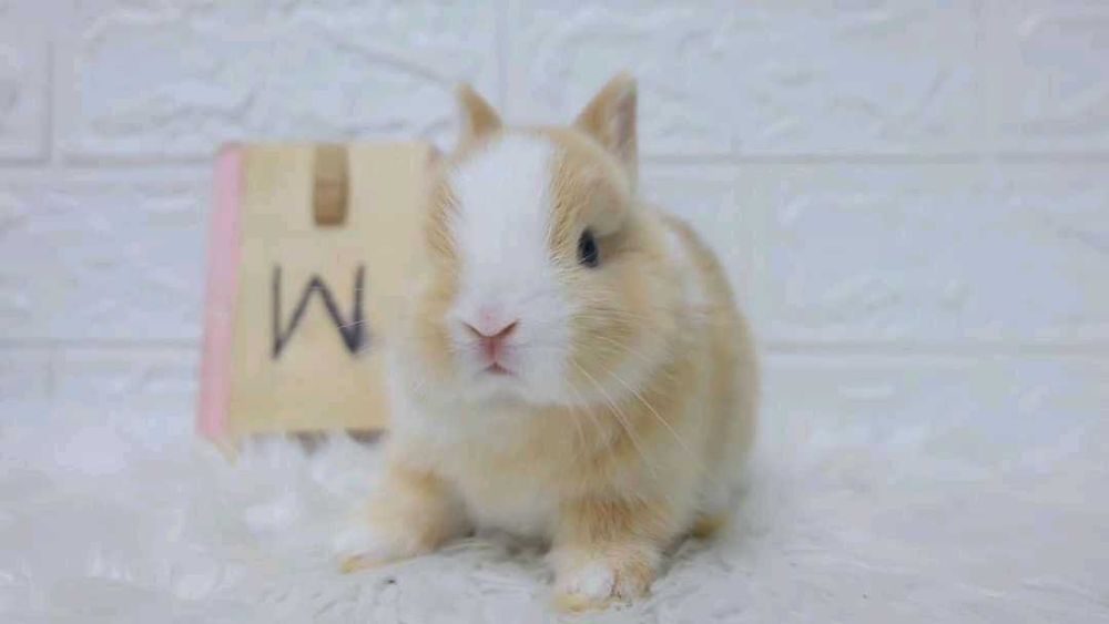 Mini coelhos anões +Gaiola Nova+alimentação +acessórios