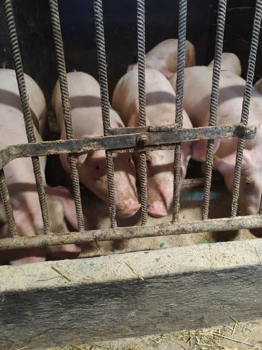 Sprzedam świnie tuczniki