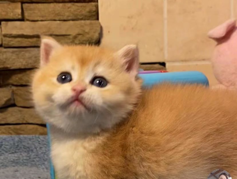 Дівчинка прямоуха шотландська золота шиншила