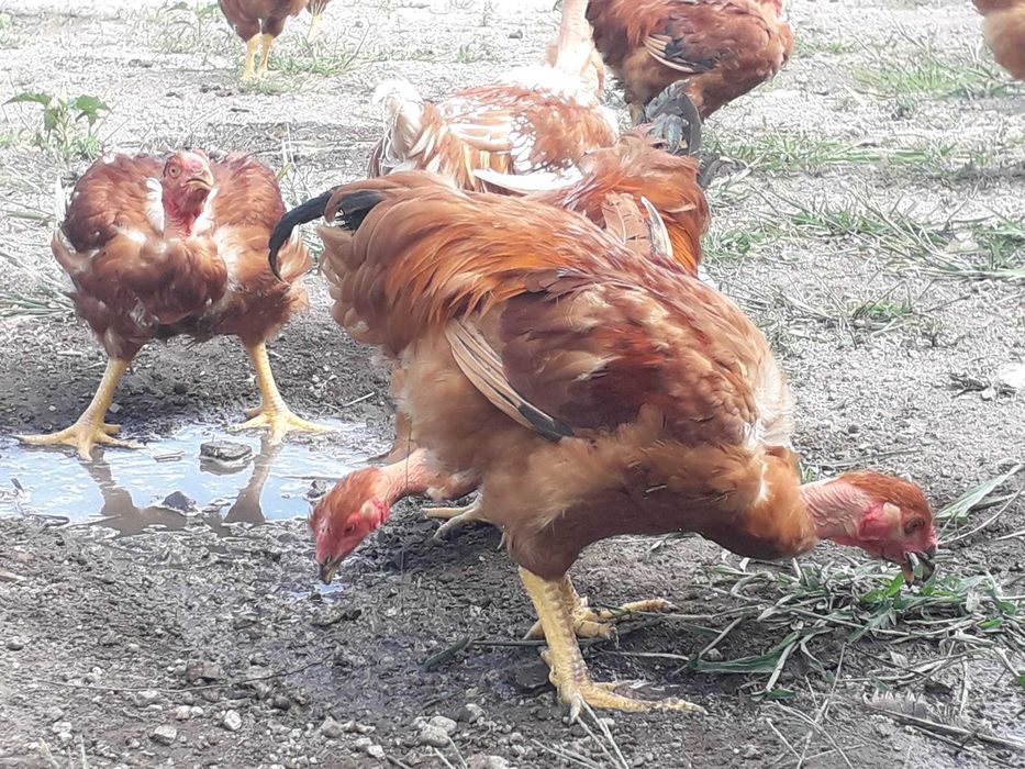 Capões (Galos Castrados) para recriação