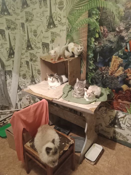 Кицики підкидиши