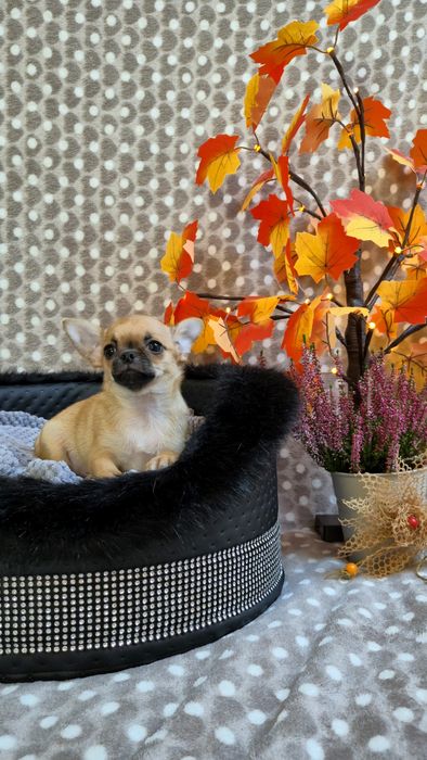 Przepiękny chlopczyk chihuahua krótkowłosy