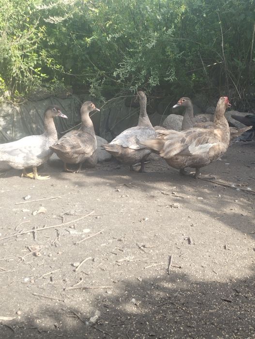 Kaczki kaczka piżmowa riplle