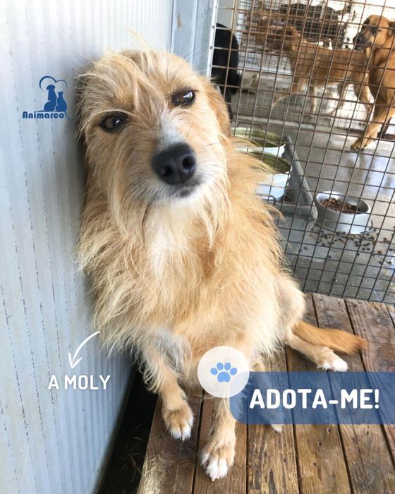 Moly - cadela jovem porte medio para adocao