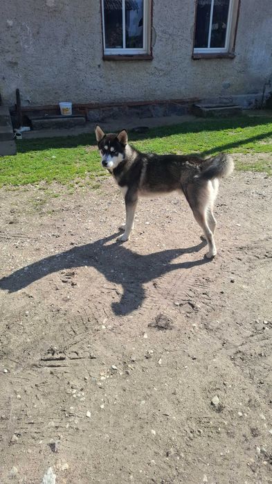 Oddam psa rasy Husky