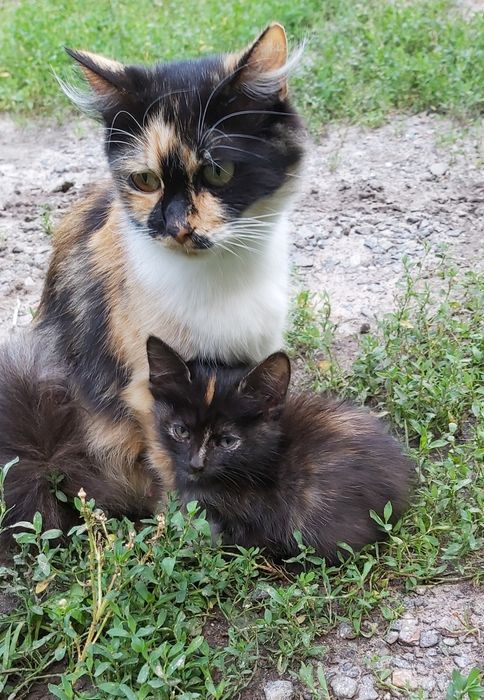 Отдам котят в добрые руки