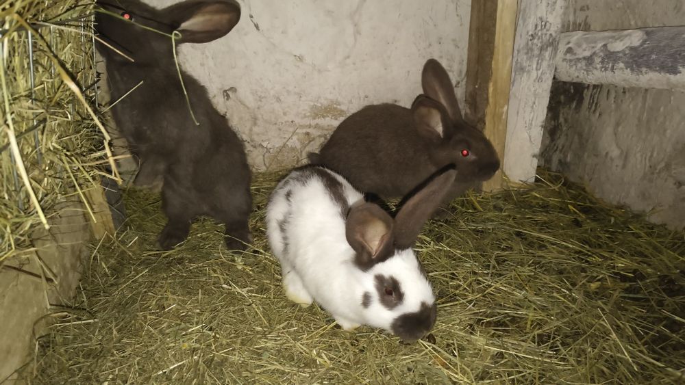 Sprzedam młode samiczki olbrzym srokacz Hawana