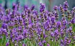 Desodorizante sólido, 100% natural