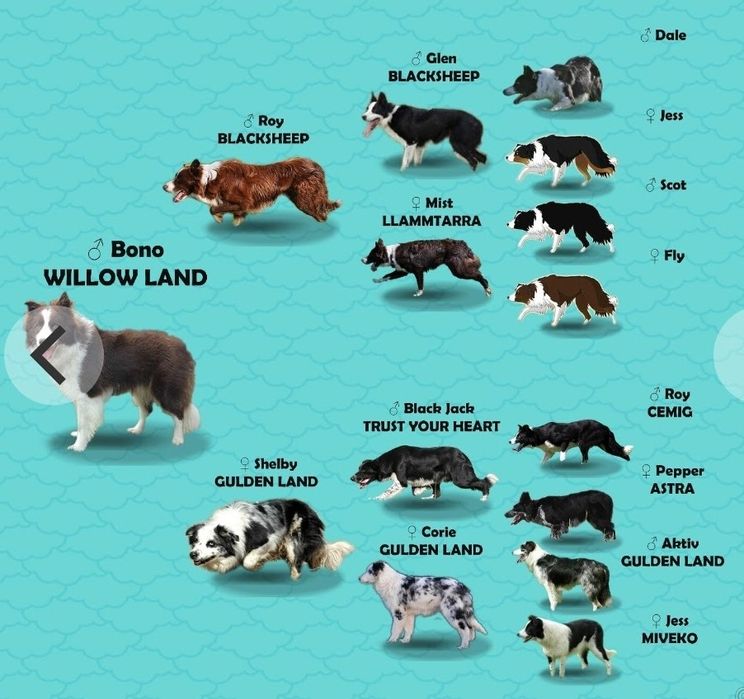 Border Collie szczeniaki