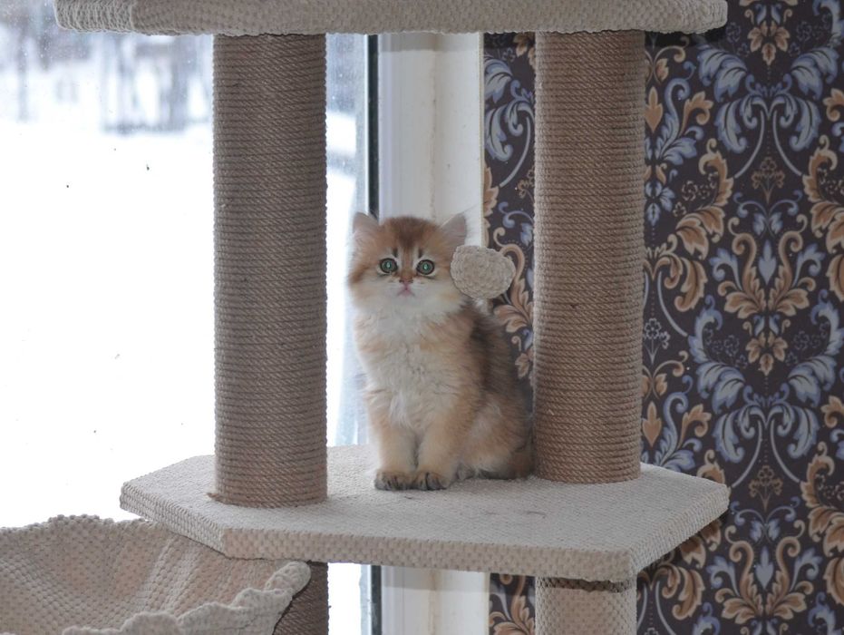 Кошечка золота шиншила! Київ, Бориспіль, або відправлю в інше місто