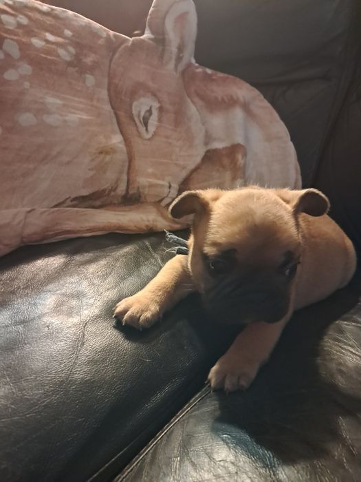 Buldog francuski Loki