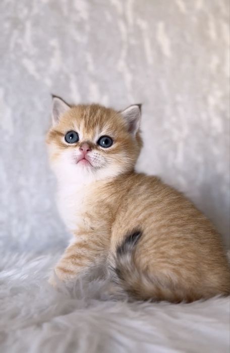 Шотландський золотий котик