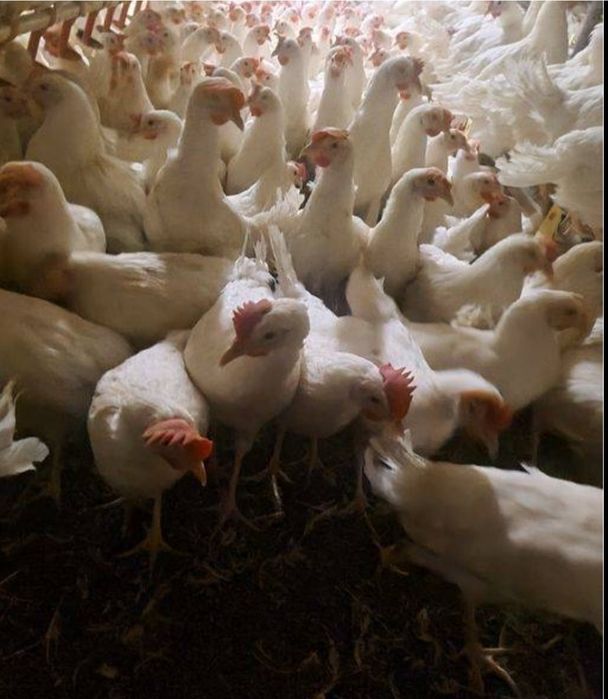 Leghorn super nioska 23tyg Wysyłka Leghorny