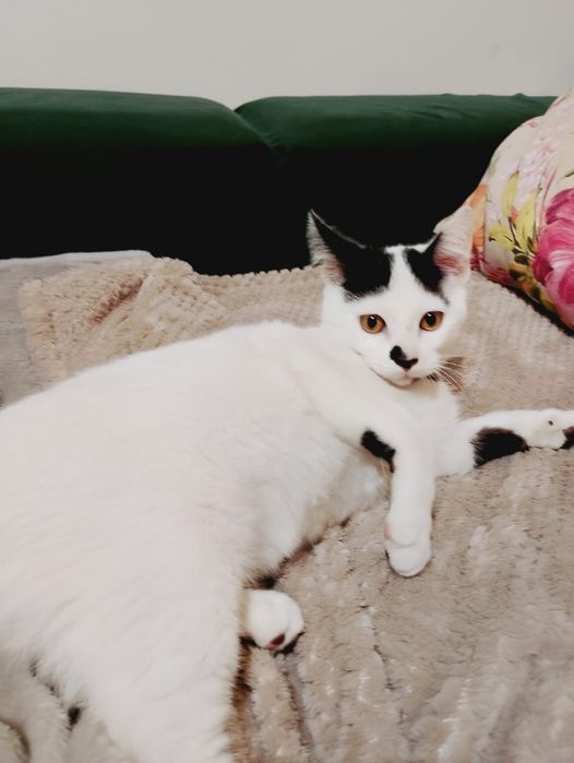 Gatinhos para adoção