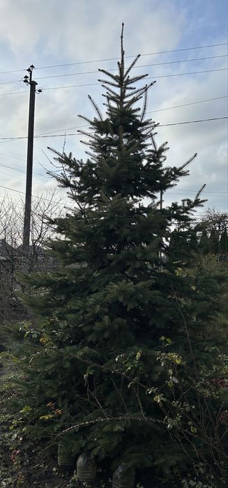 Продам живу ялинка