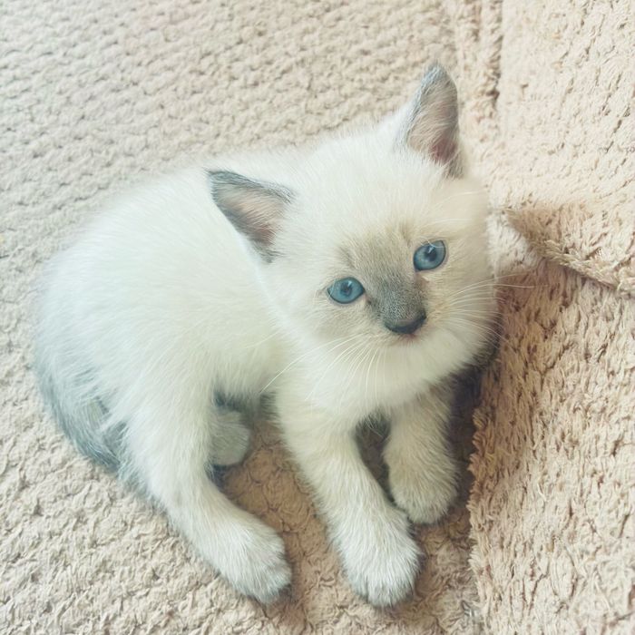 Шотландський котик