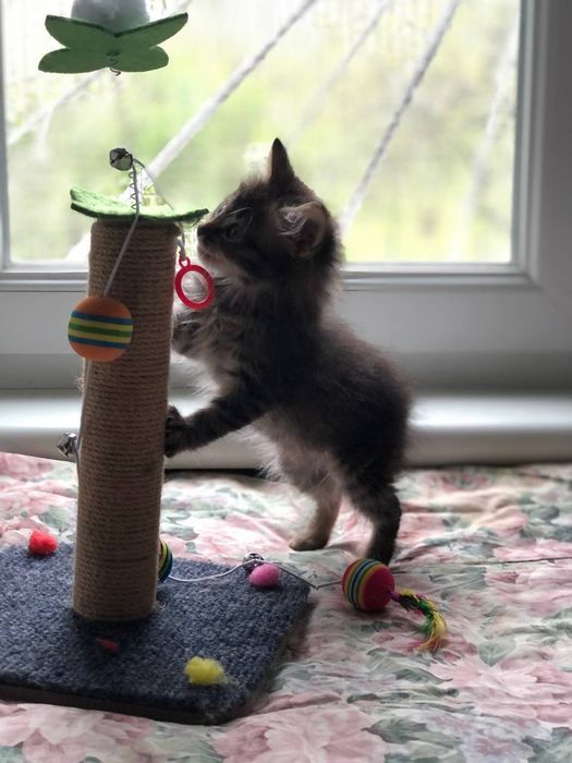 Котенок мальчик бесплатно