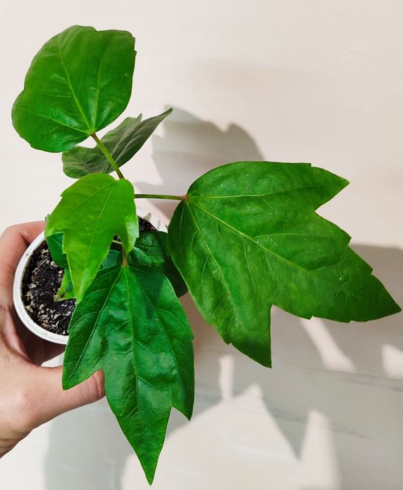 Продам махровий гібіскус Koenig