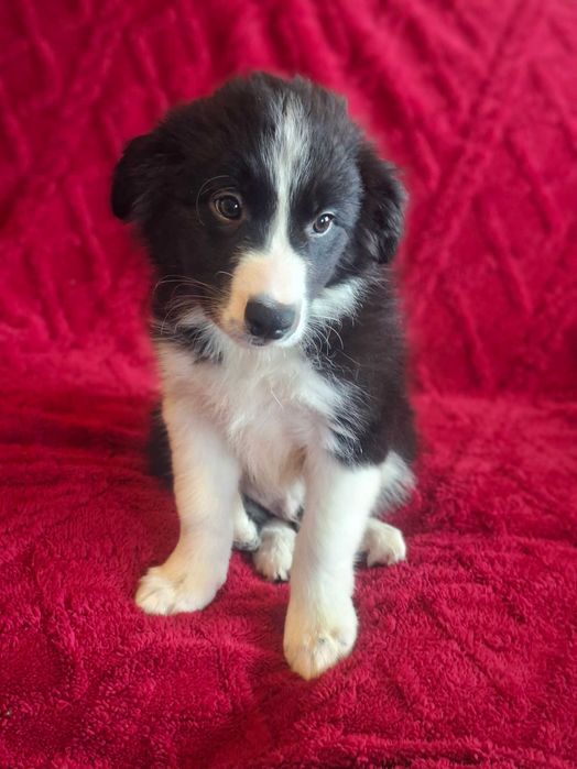 Border Collie piękny szczeniak piesek czarno - biały:-) cud natury