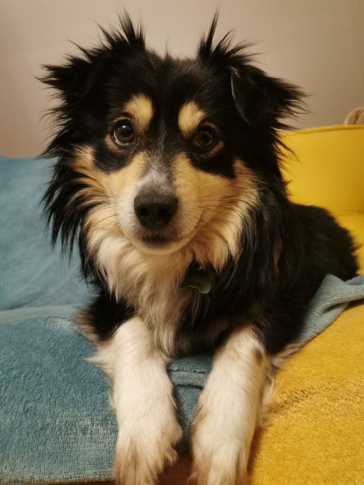 Mały łagodny psiak szuka domu