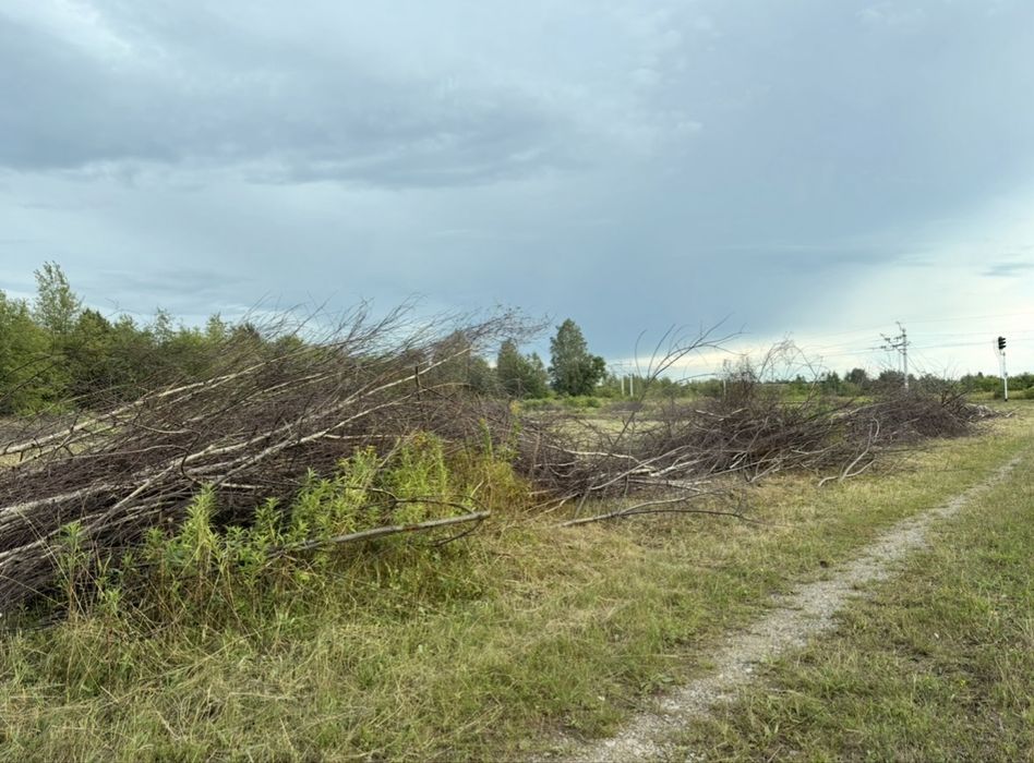 Oddam gałęzie za darmo