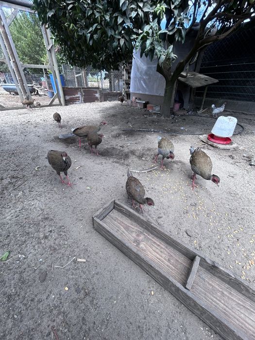 Faisões prateados 2025