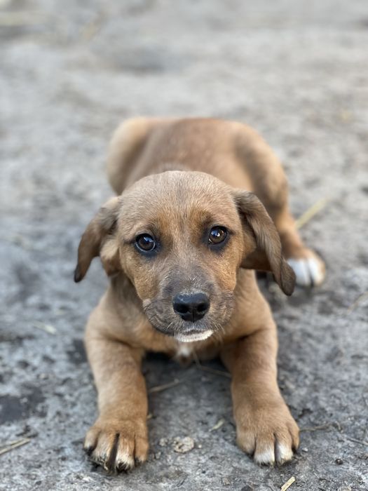 Активний та ласкавий бігль-метис в добрі руки