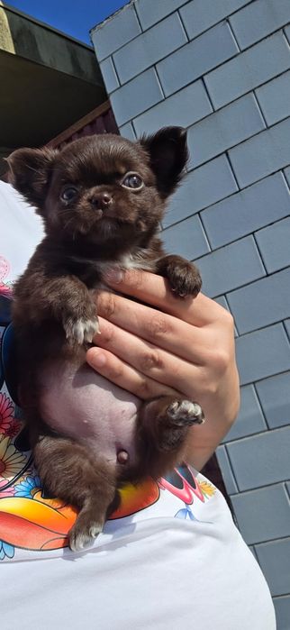 Maravilhosa Fêmea! Chihuahua Pêlo Comprido